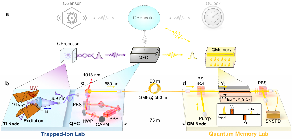 Hybrid-network architecture and the experimental link between a trapped-ion node and a solid-state quantum memory.